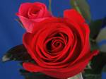 Deux roses rouges sur fond bleu. Cette photo m'a servi pour plusieurs variations
