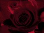 Filtre rouge fonc et fond noir appliqu sur les deux roses rouges
