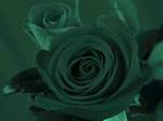 Filtre cyan et fond noir appliqu sur les deux roses rouges
