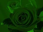 Filtre vert et fond noir appliqu sur les deux roses rouges
