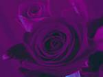 Filtre violet et fond noir appliqu sur les deux roses rouges

