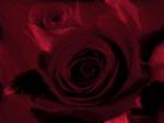 Filtre rouge fonc et fond noir appliqu sur Rose crme de type Madame A. Meilland
