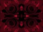 Mirroirs et filtre rouge fonc et fond noir appliqus sur Rose crme de type Madame A. Meilland
