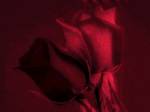 fleur017v1