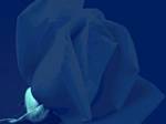 fleur024v11
