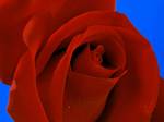 fleur035
