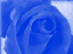 fleur035v11