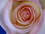 fleur039