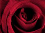 fleur052v1